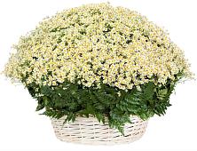 Цветочная композиция из Ромашки в корзине #REPLACE_PRED# Белые Берега