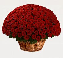 Премиум букет из: Розы в Белые Берега